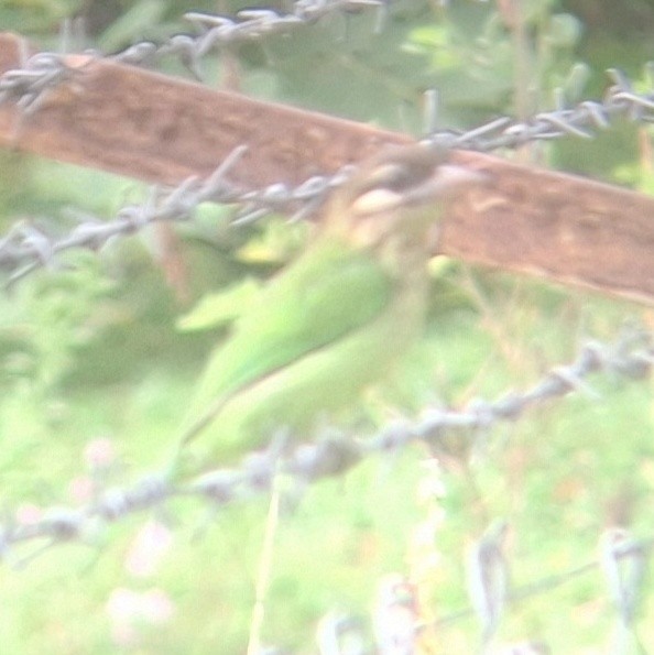 White-cheeked Barbet - ML643781387