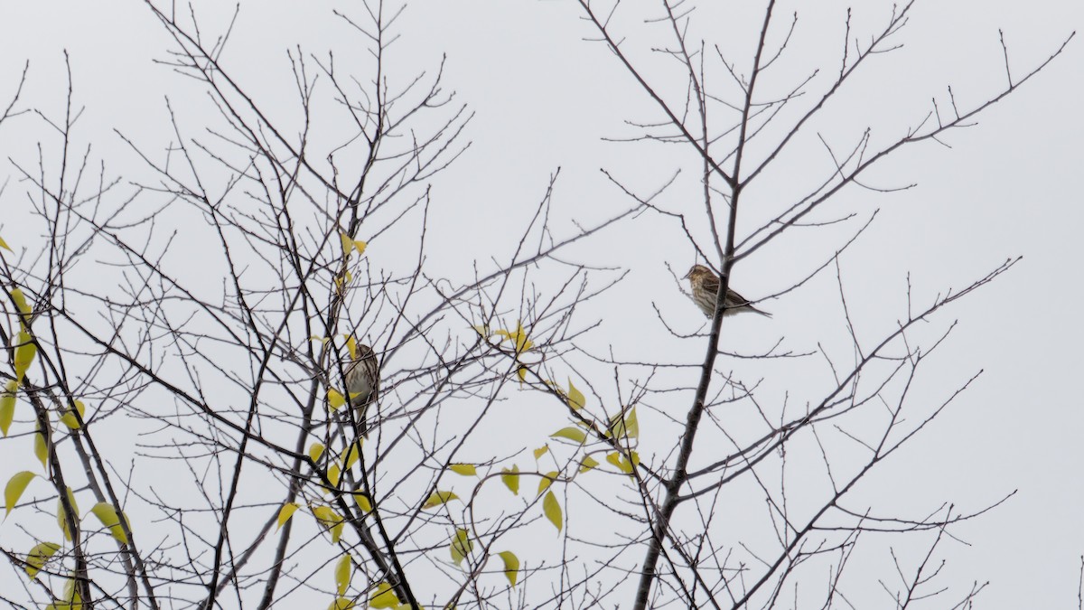 Purple Finch - ML643781390