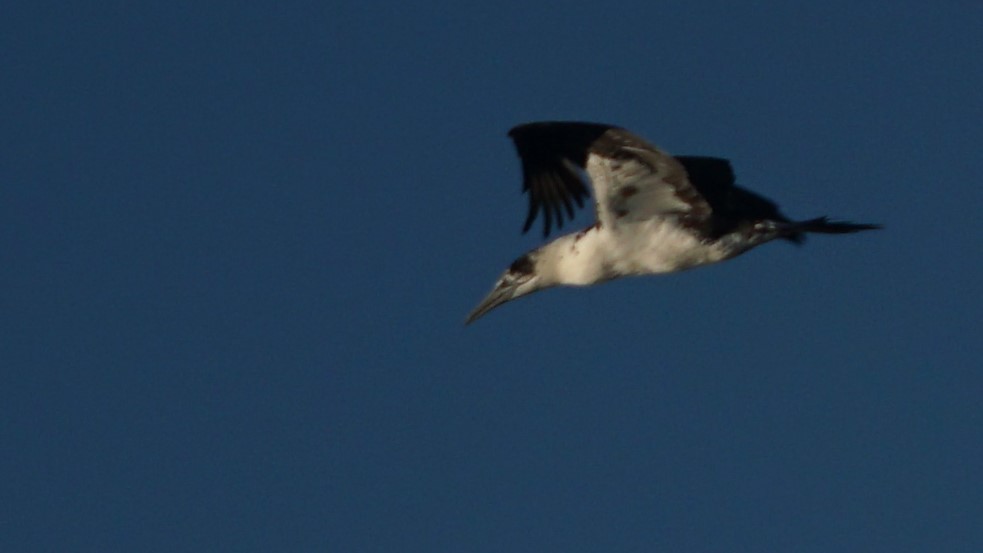 Northern Gannet - ML643781391