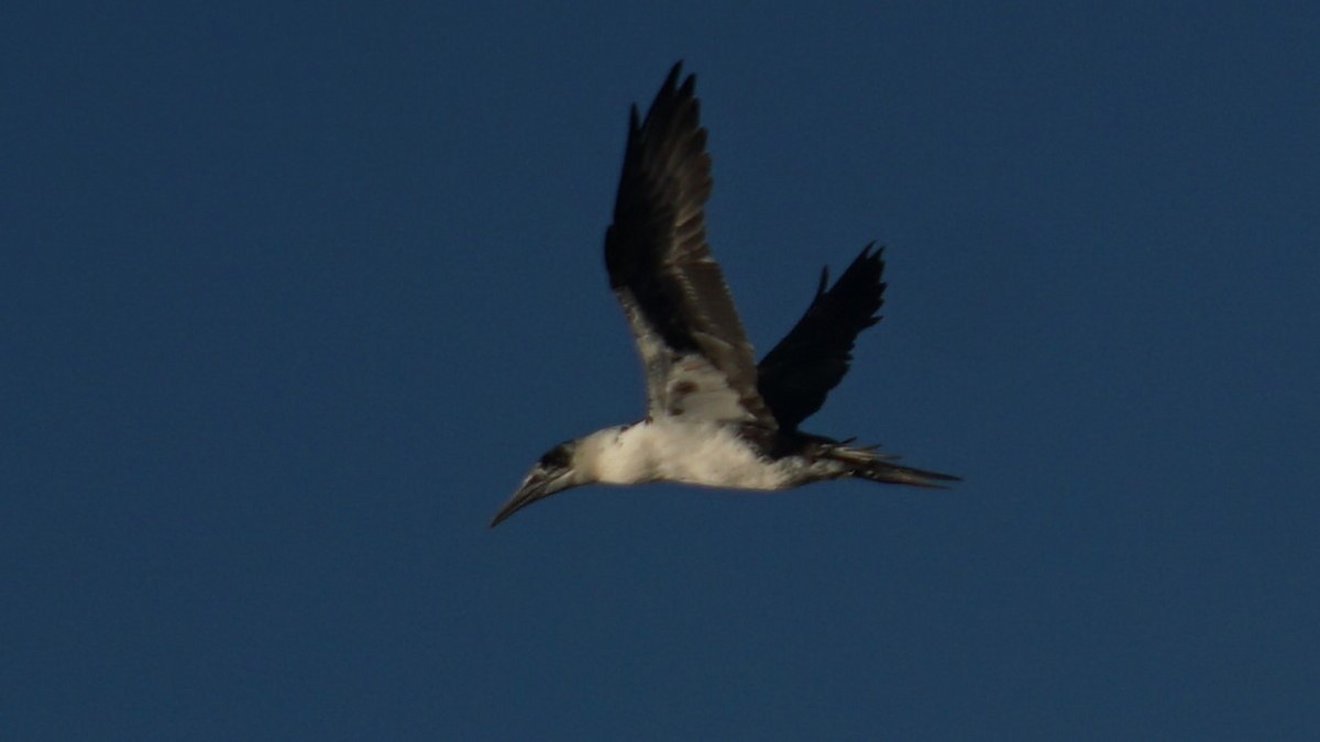 Northern Gannet - ML643781392