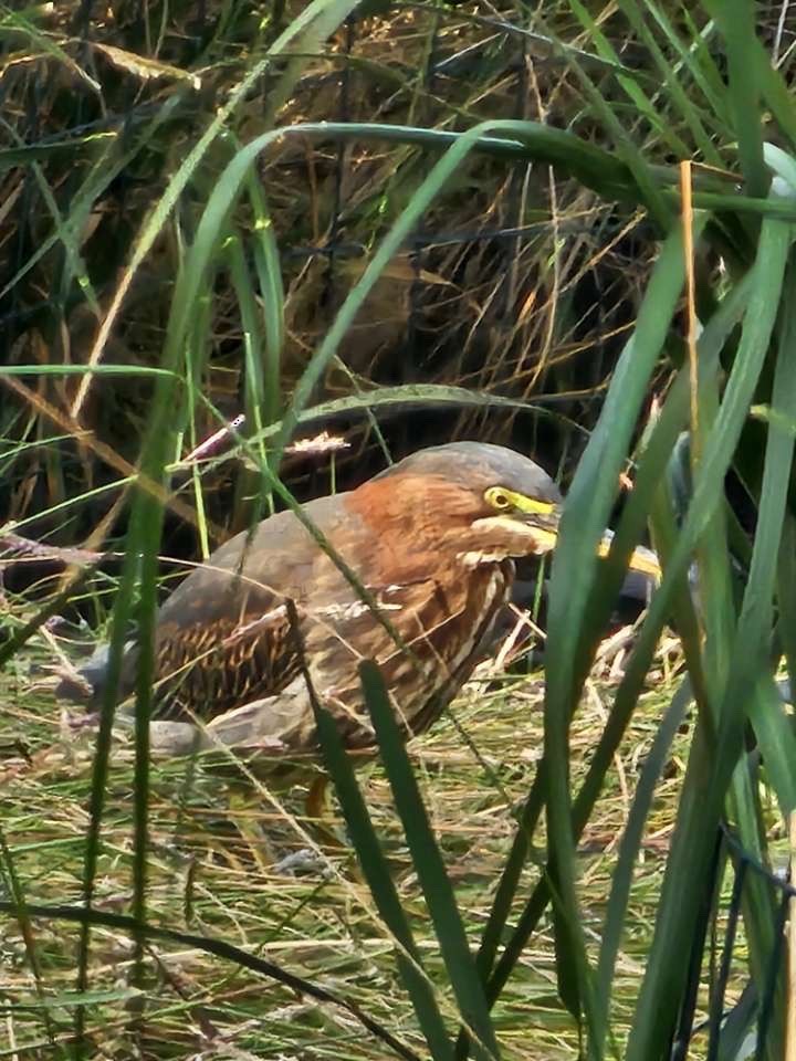 Green Heron - ML643781393