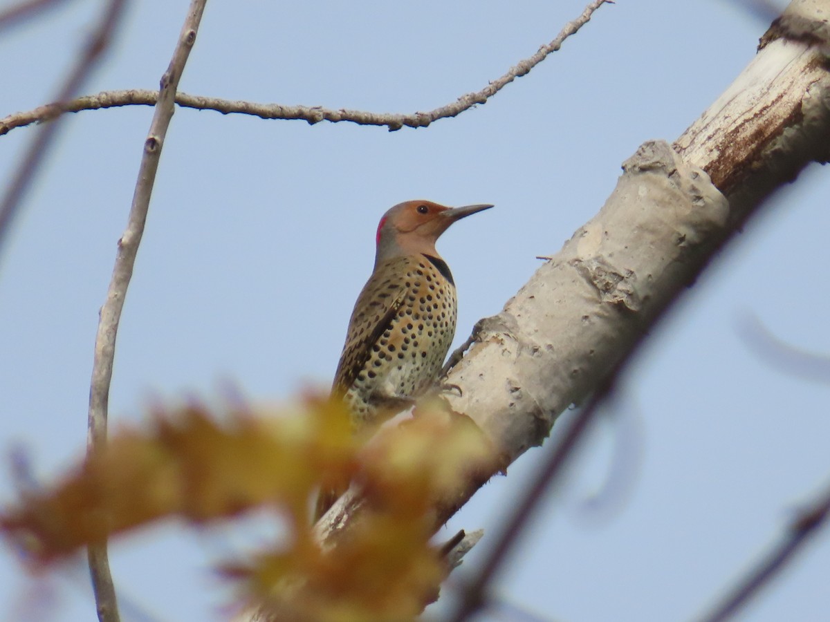 Northern Flicker - ML643781394