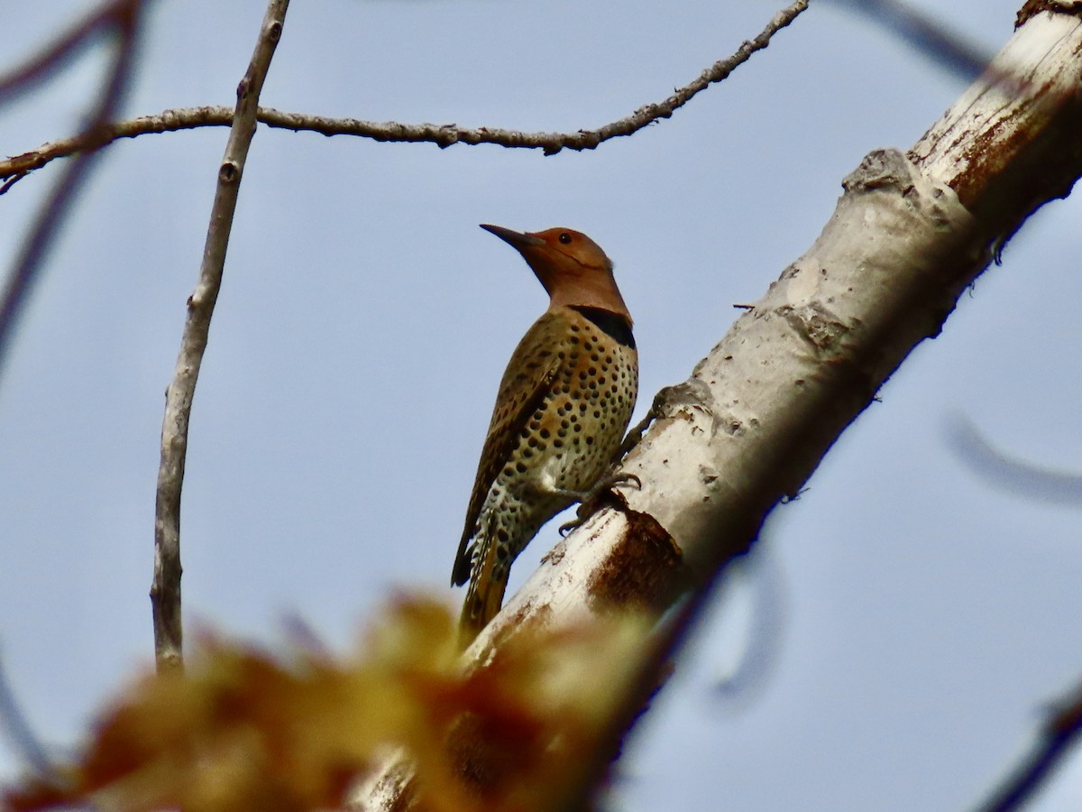 Northern Flicker - ML643781395