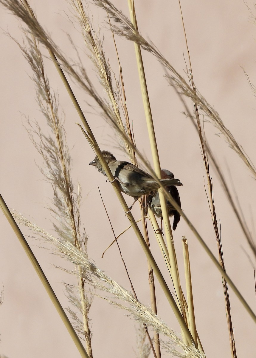 Common Gallinule - ML643781399