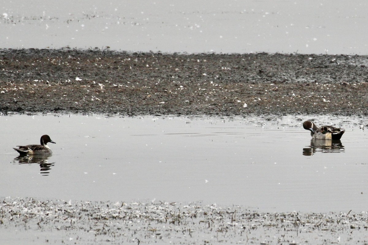 Northern Pintail - ML643781402
