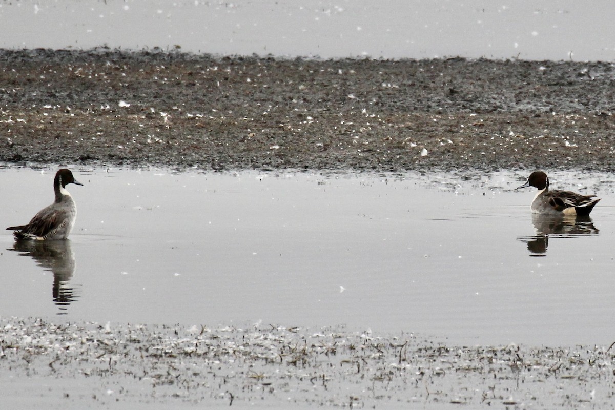 Northern Pintail - ML643781403
