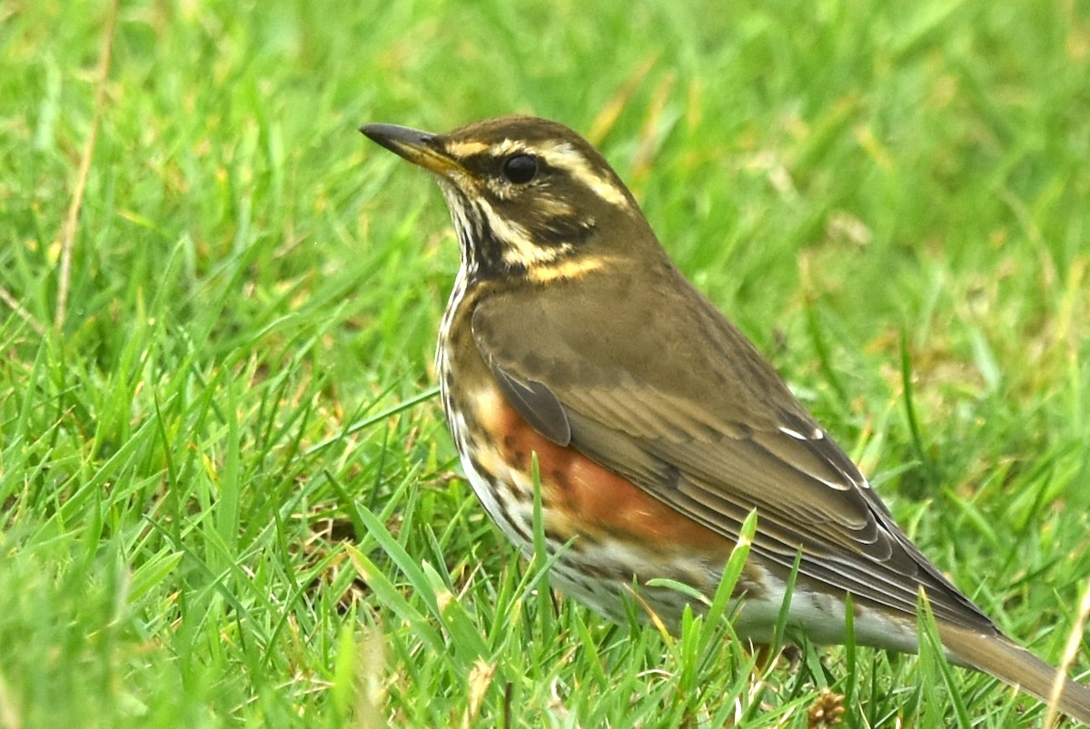 Redwing - ML643781406