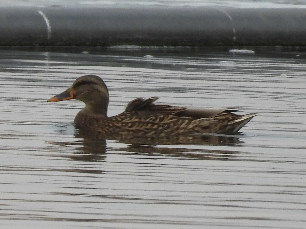 Mallard - ML643781407