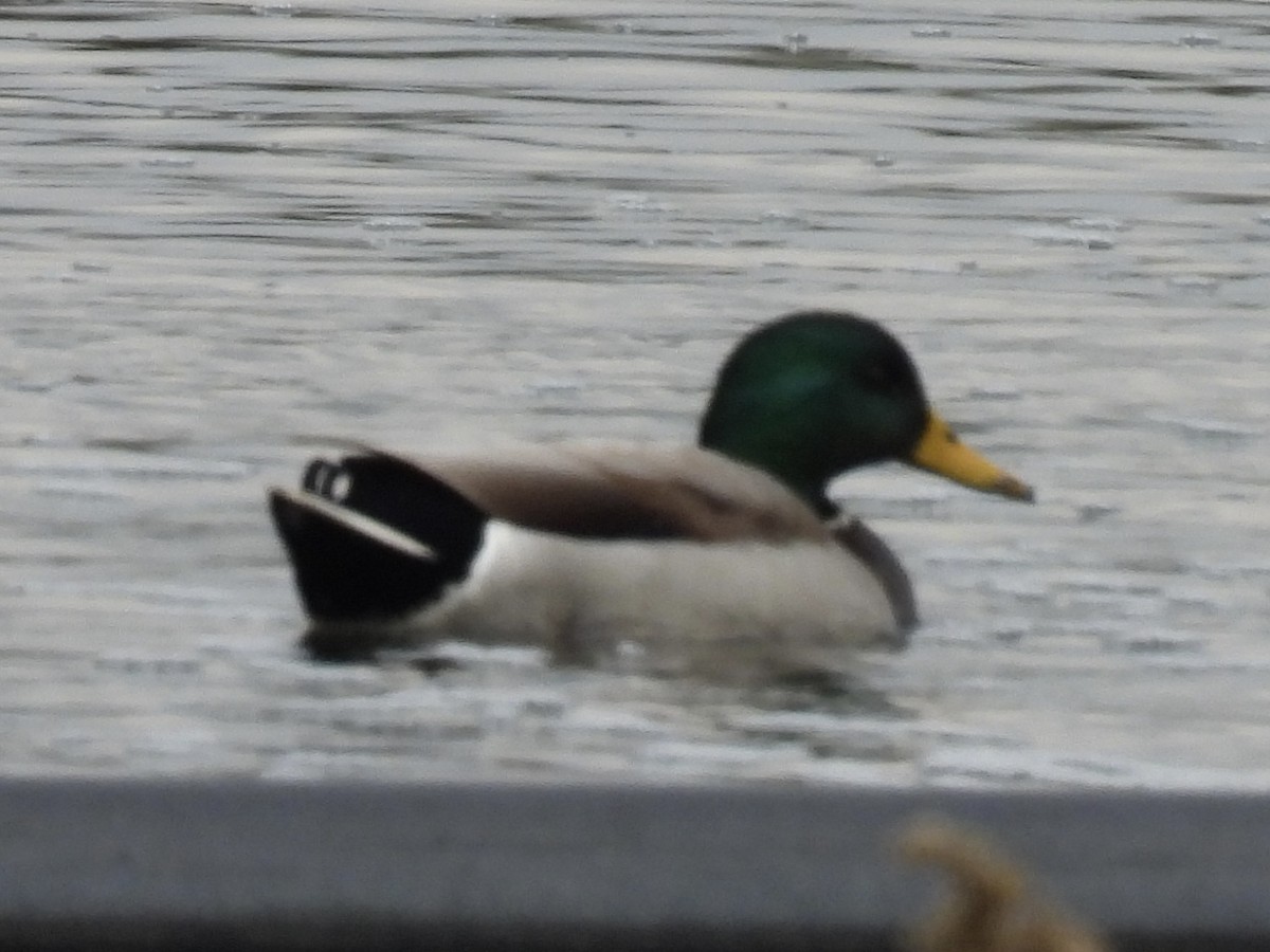 Mallard - ML643781408