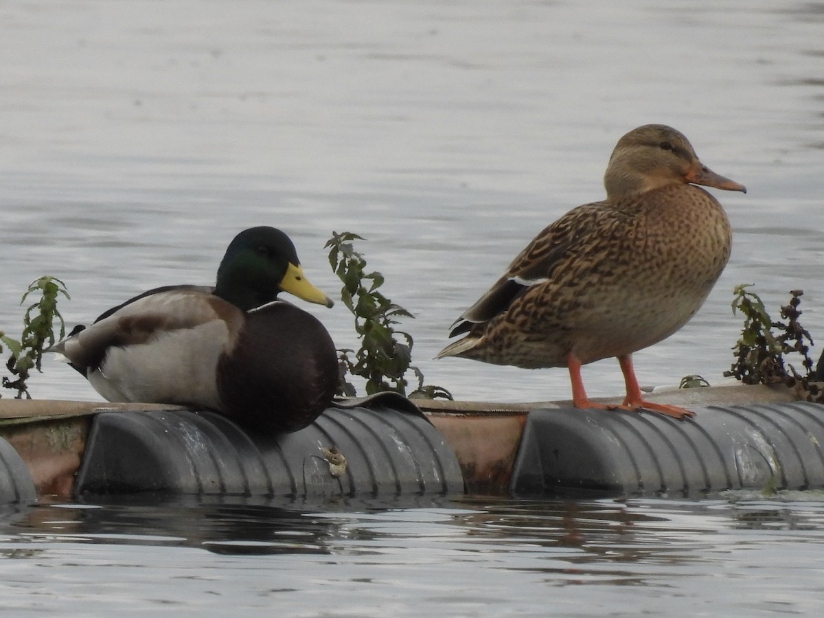 Mallard - ML643781409