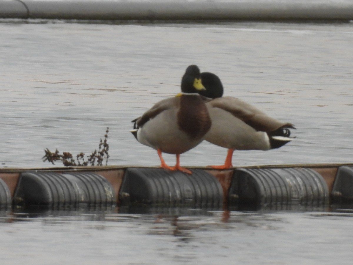 Mallard - ML643781410