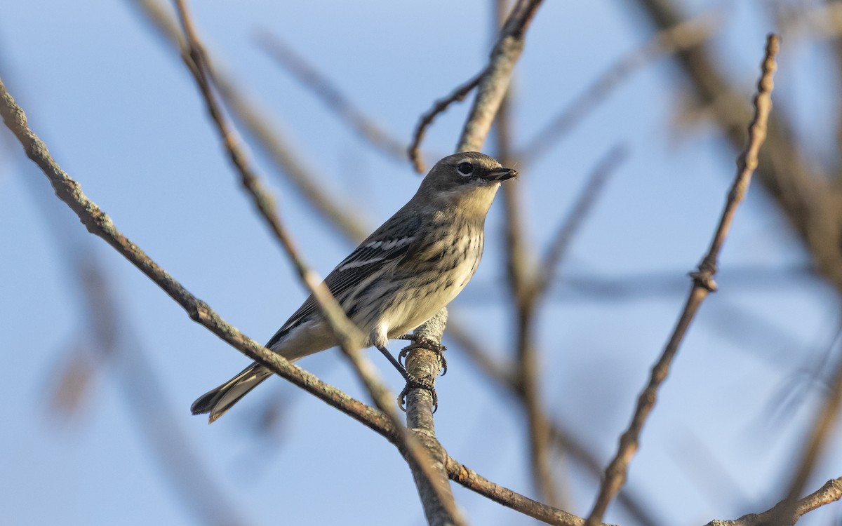 Yellow-rumped Warbler - ML643781411