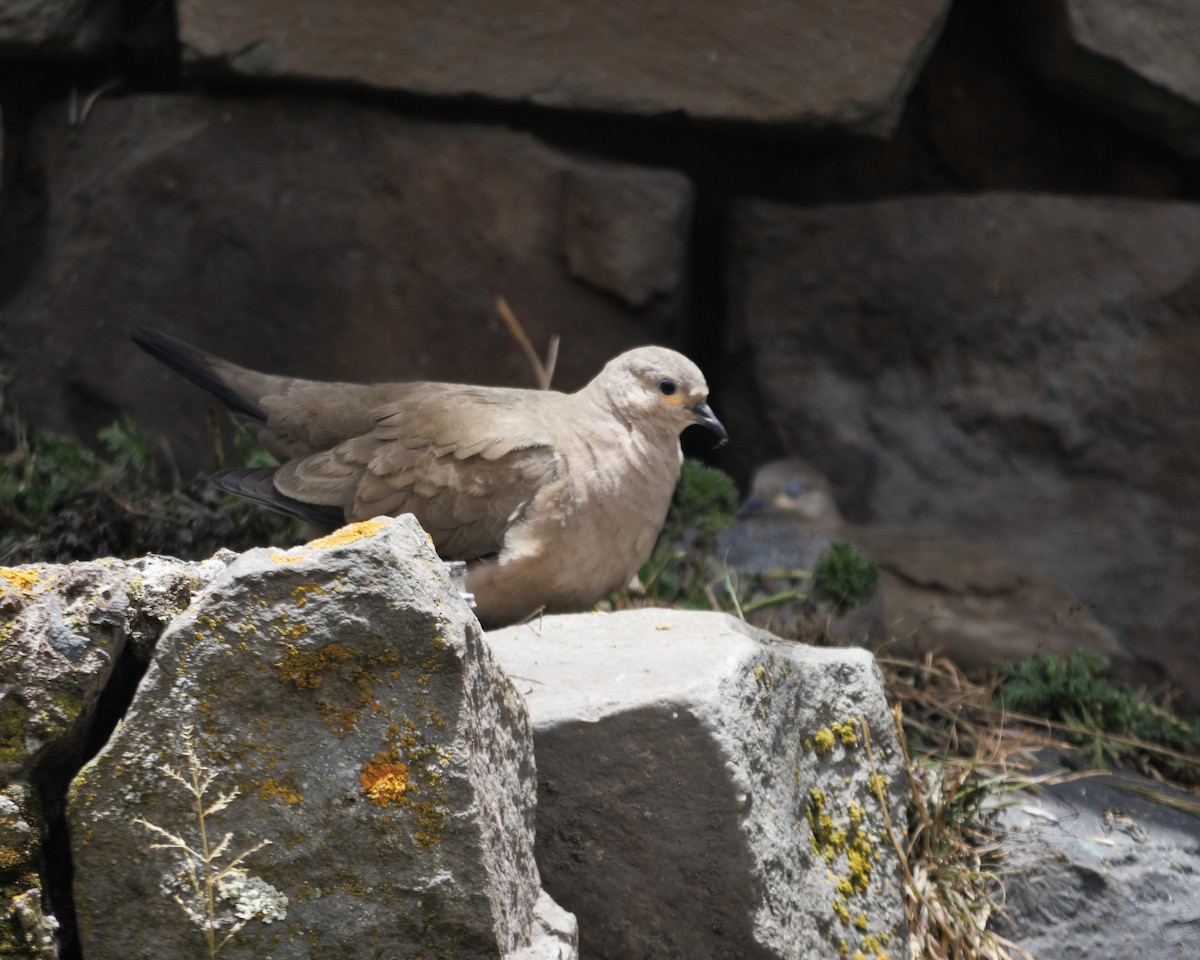Black-winged Ground Dove - ML643781412
