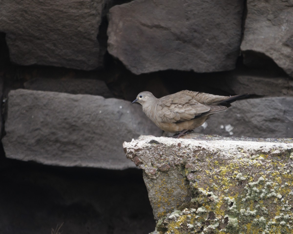 Black-winged Ground Dove - ML643781413