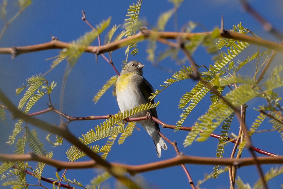 Lawrence's Goldfinch - ML643781414