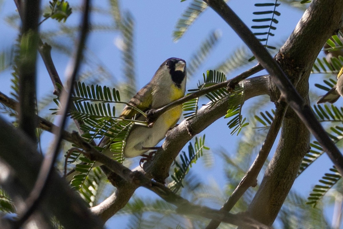 Lawrence's Goldfinch - ML643781415