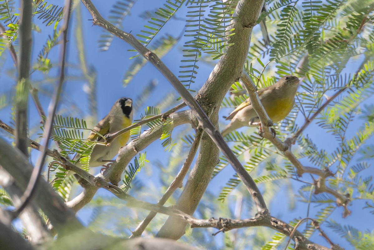 Lawrence's Goldfinch - ML643781416