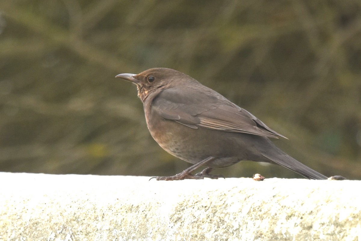 Eurasian Blackbird - ML643781417