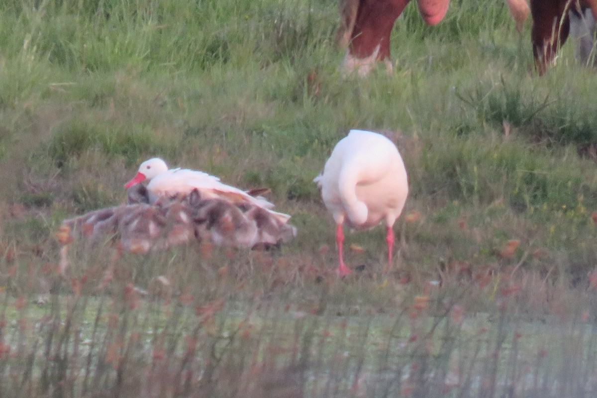 Coscoroba Swan - ML643781419