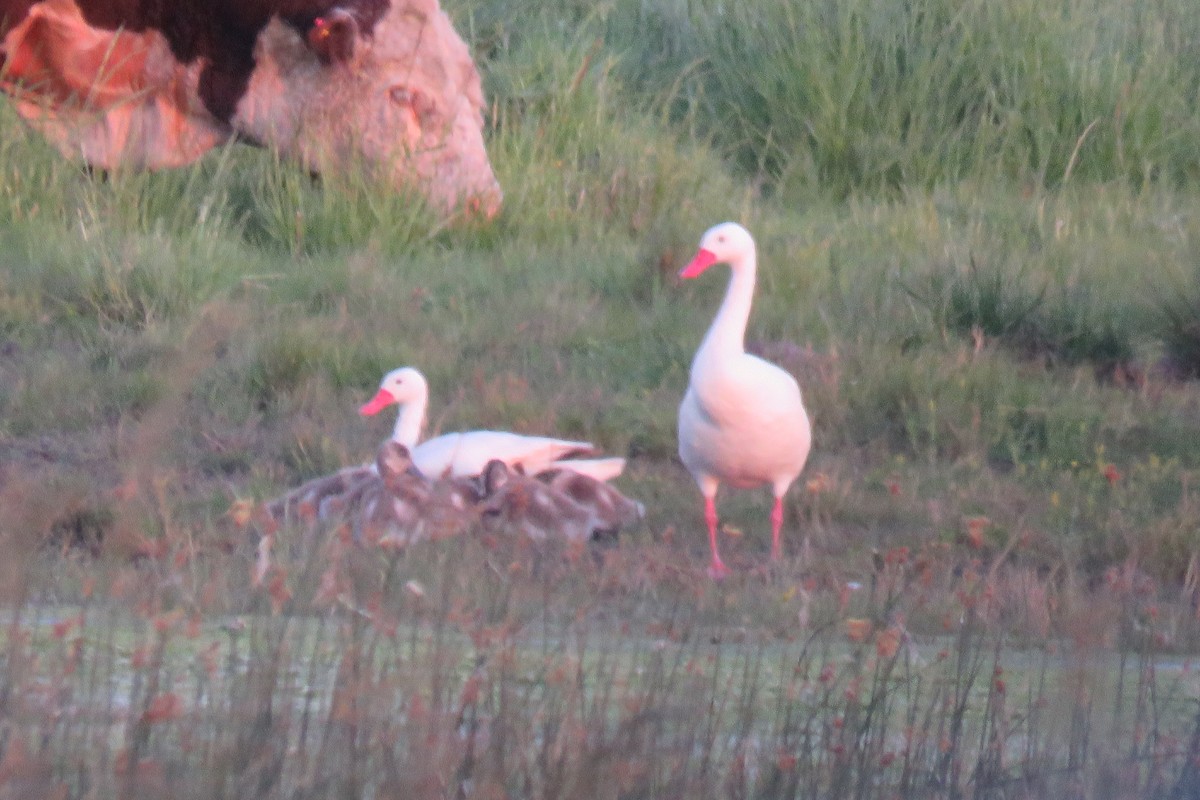Coscoroba Swan - ML643781420