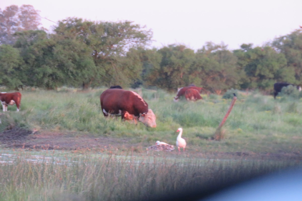 Coscoroba Swan - ML643781421