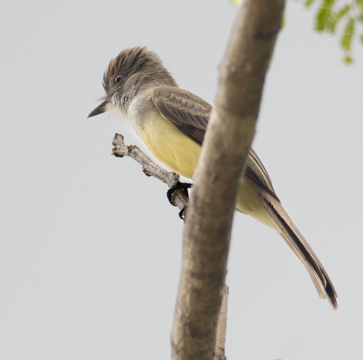 Short-crested Flycatcher - ML643781423