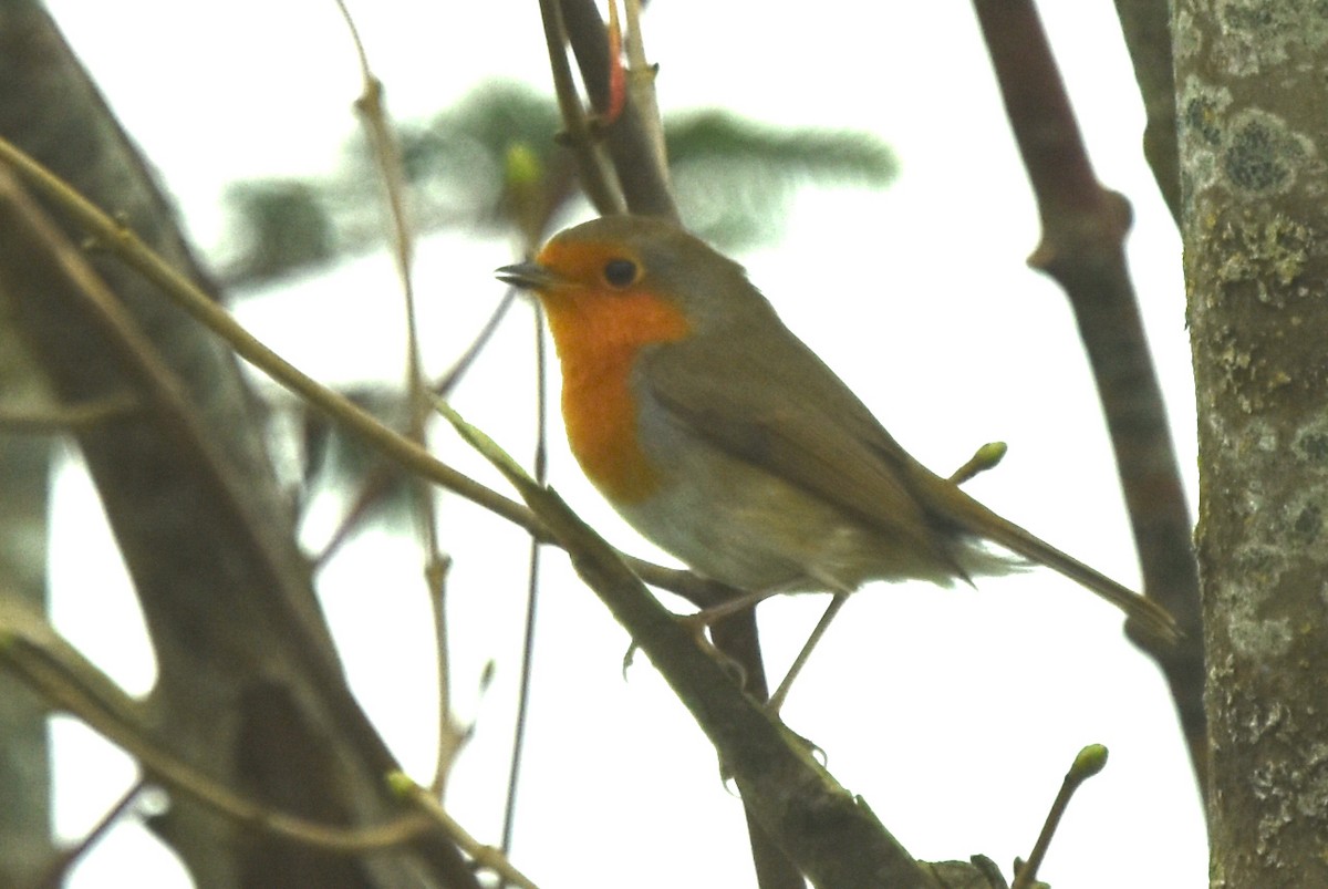 European Robin - ML643781424