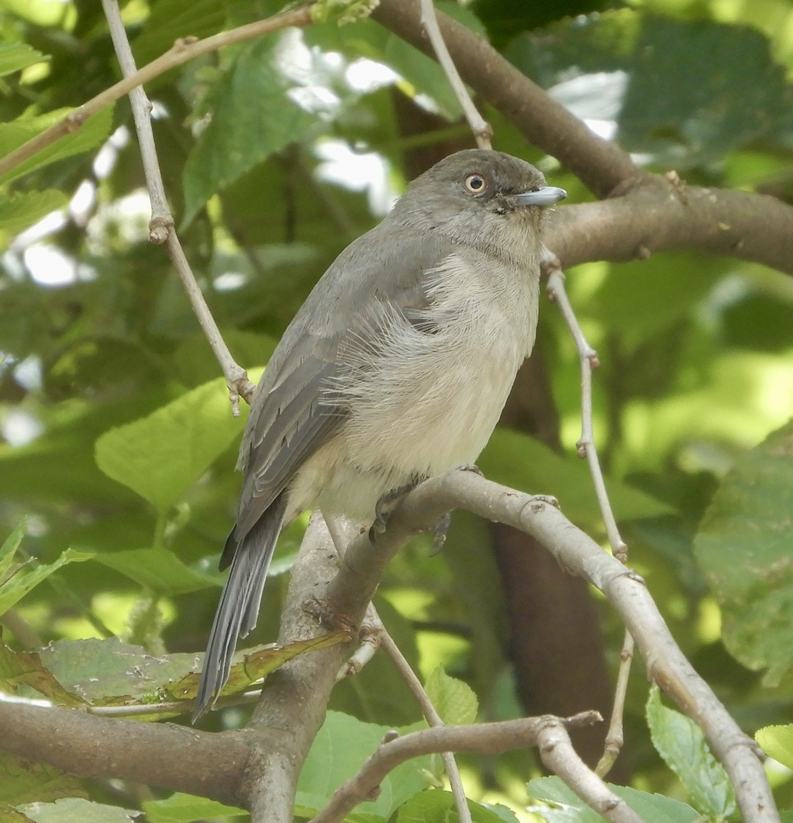 Abyssinian Slaty-Flycatcher - ML643781428