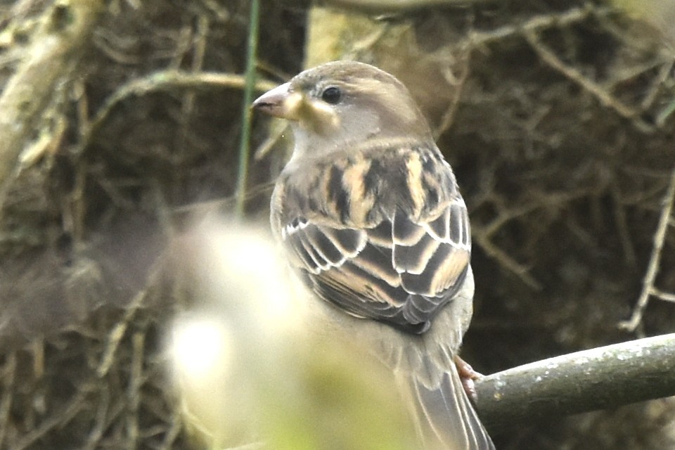 Etxe-txolarrea - ML643781430