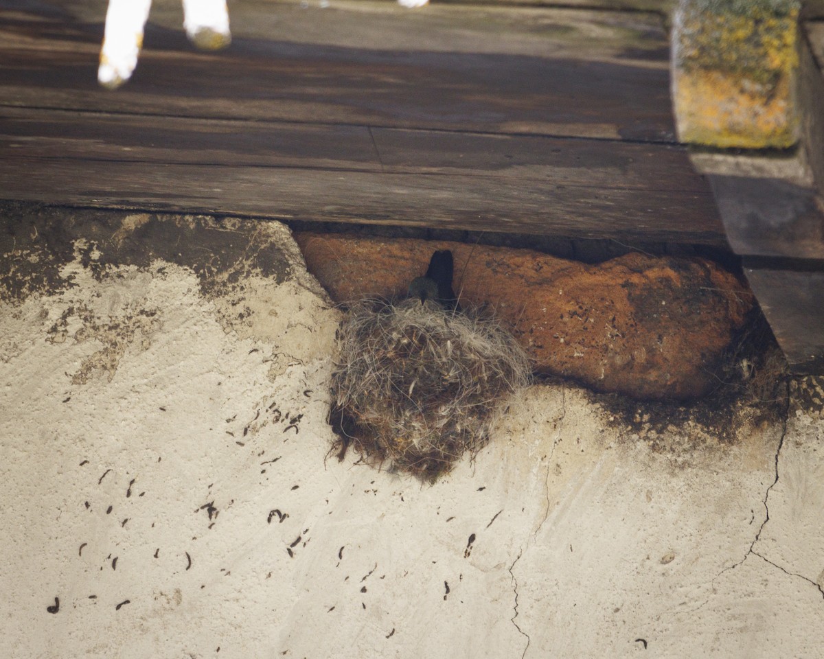 Ecuadorian Hillstar - ML643781436