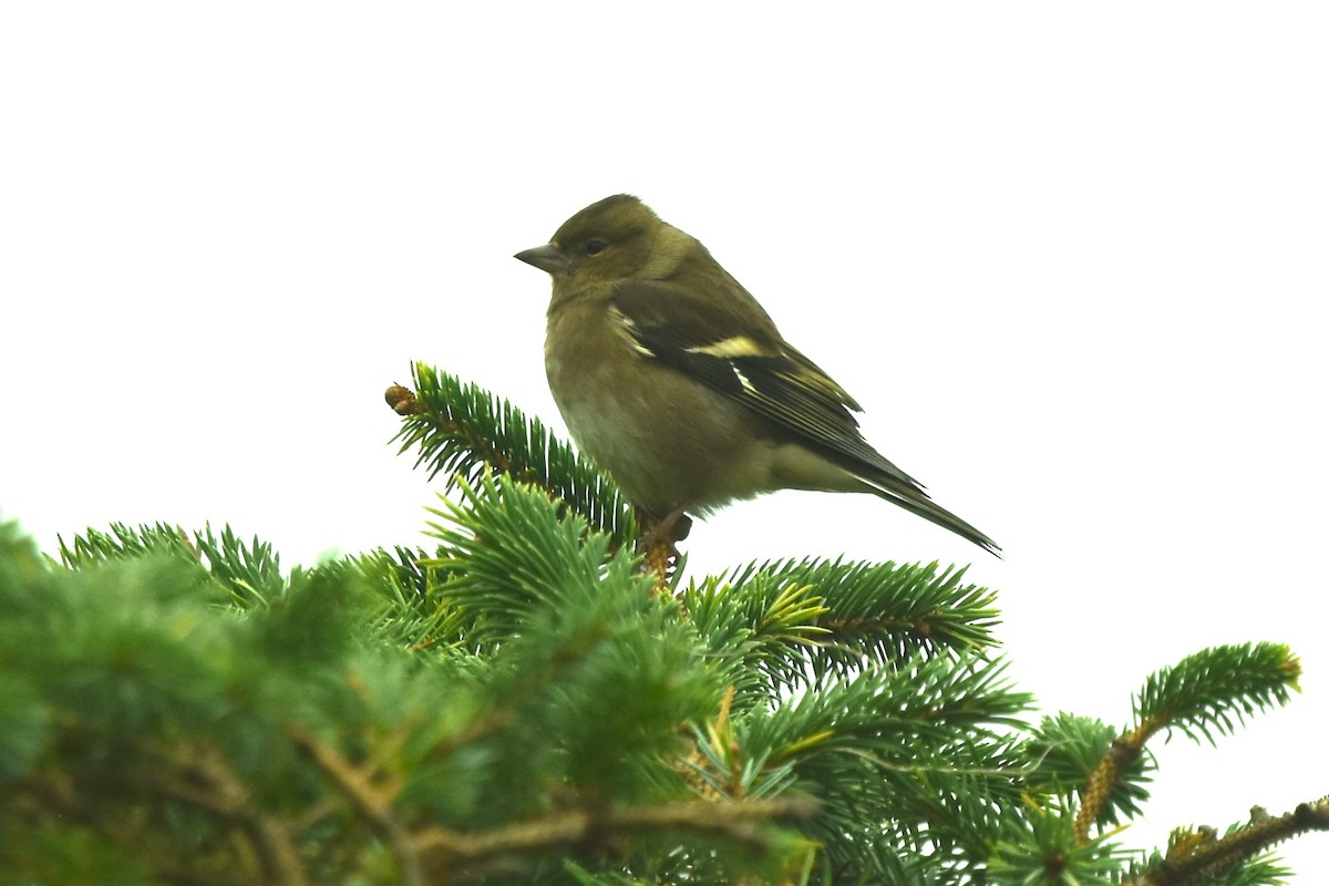 Txonta arrunta - ML643781437