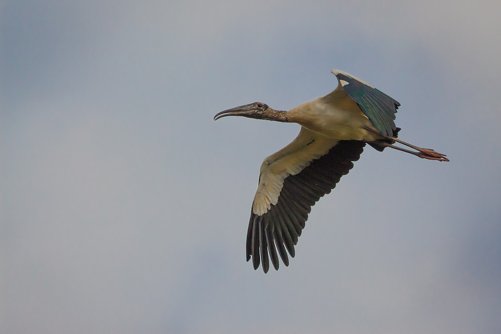 Wood Stork - ML643781449