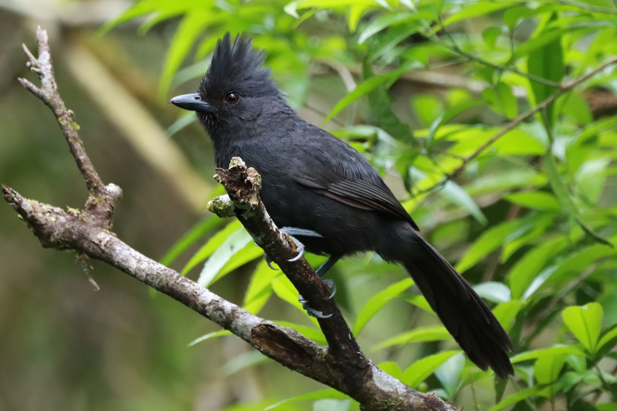 Tufted Antshrike - ML643781466