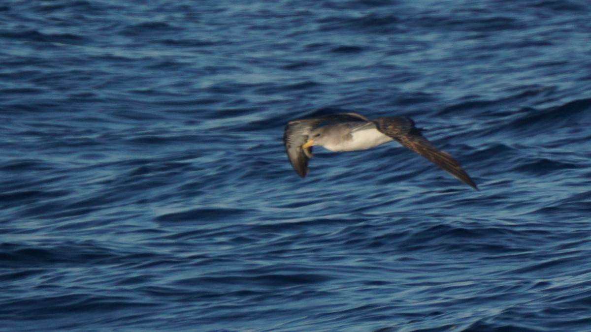 Scopoli's Shearwater - ML643781471