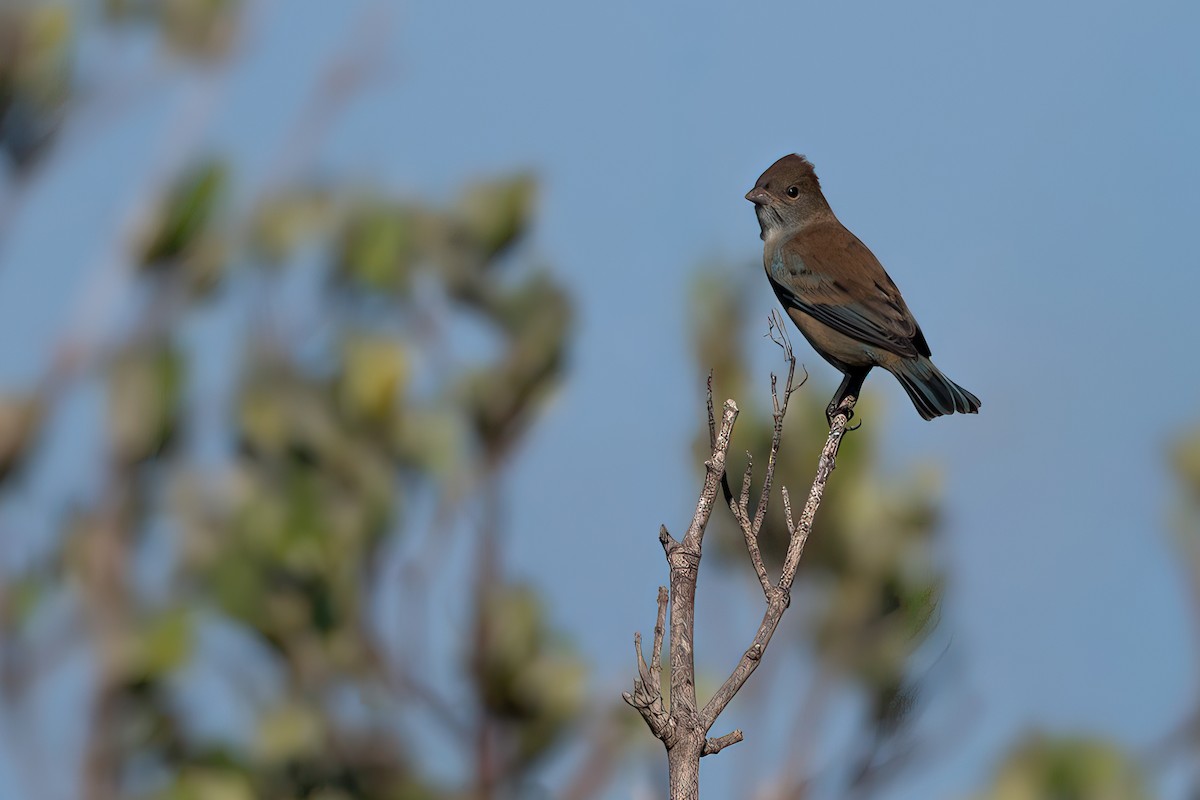 Indigo Bunting - ML643781474