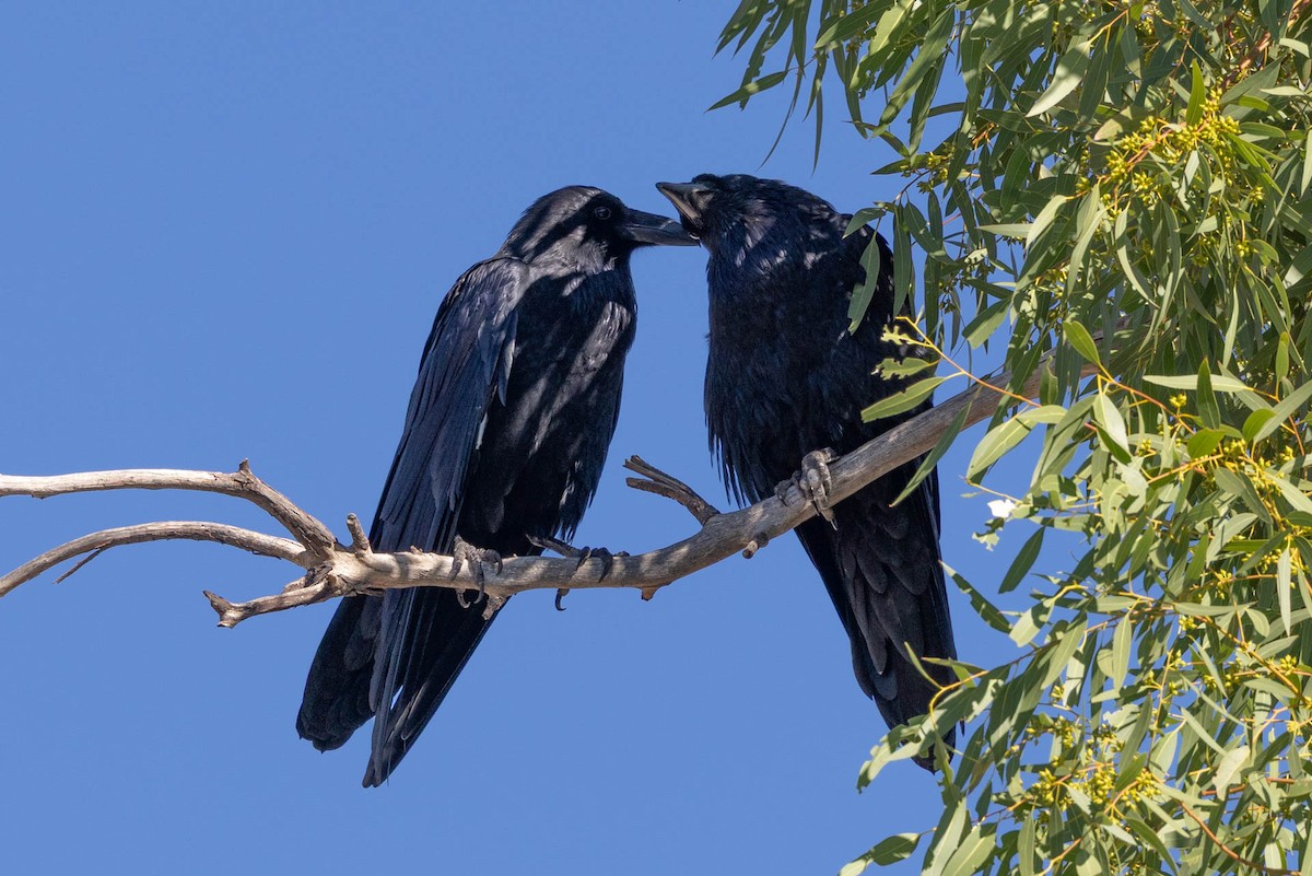 Common Raven - ML643781476
