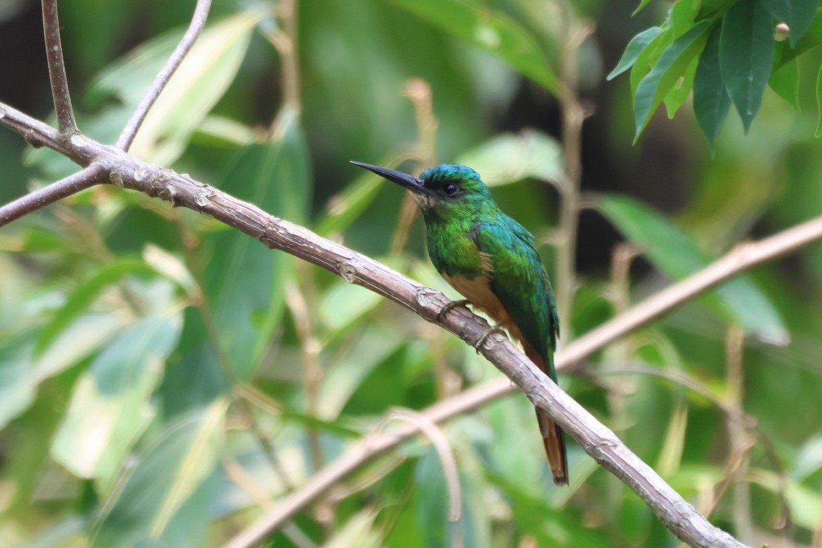 Bluish-fronted Jacamar - ML643781484