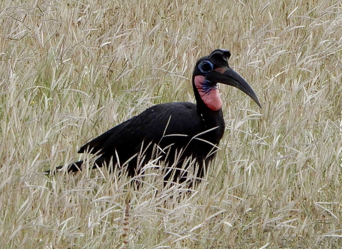 ジサイチョウ - ML643781491