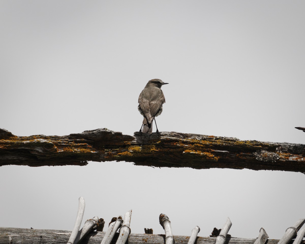 Dormilon à grands sourcils - ML643781498