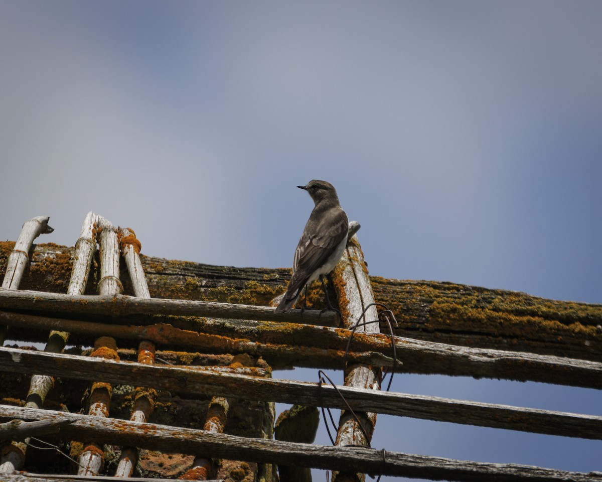 Dormilon à grands sourcils - ML643781500