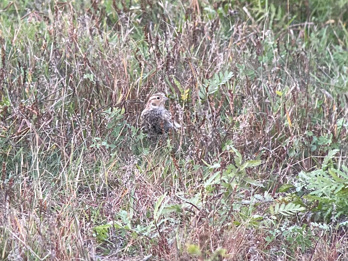 Chestnut-collared Longspur - ML643781504