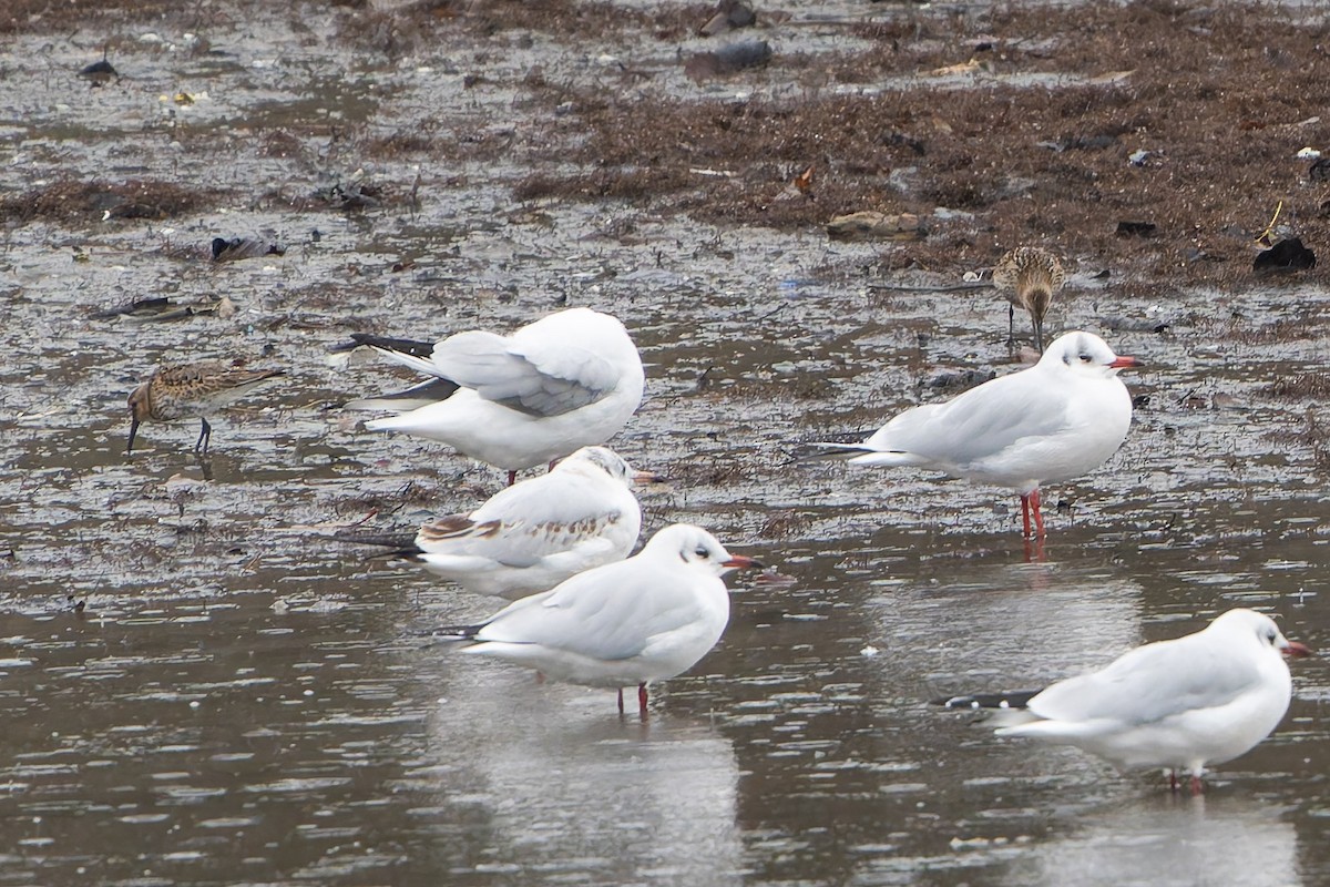 Dunlin - ML643781505