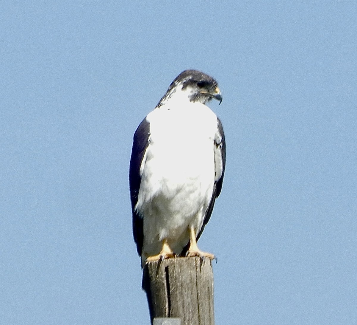 Augur Buzzard - ML643781509