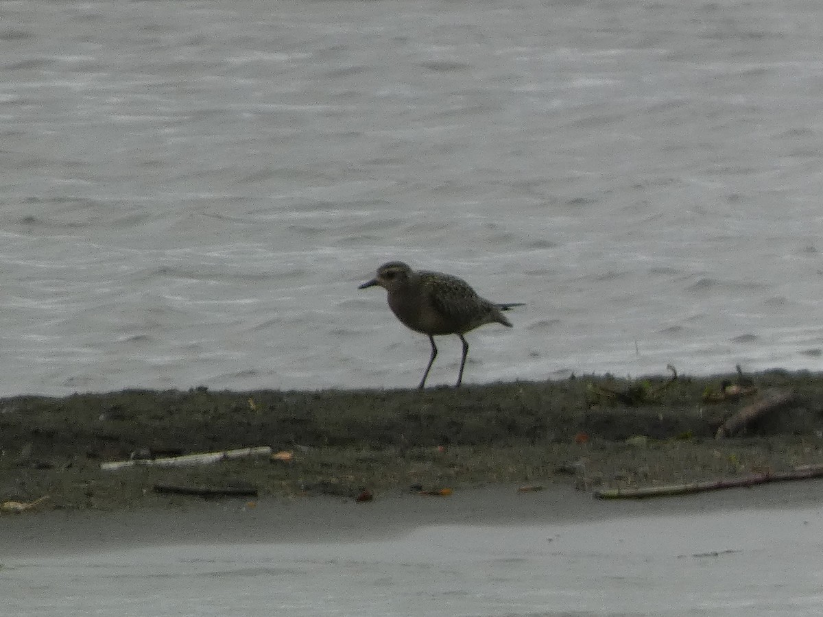 American Golden-Plover - ML643781515