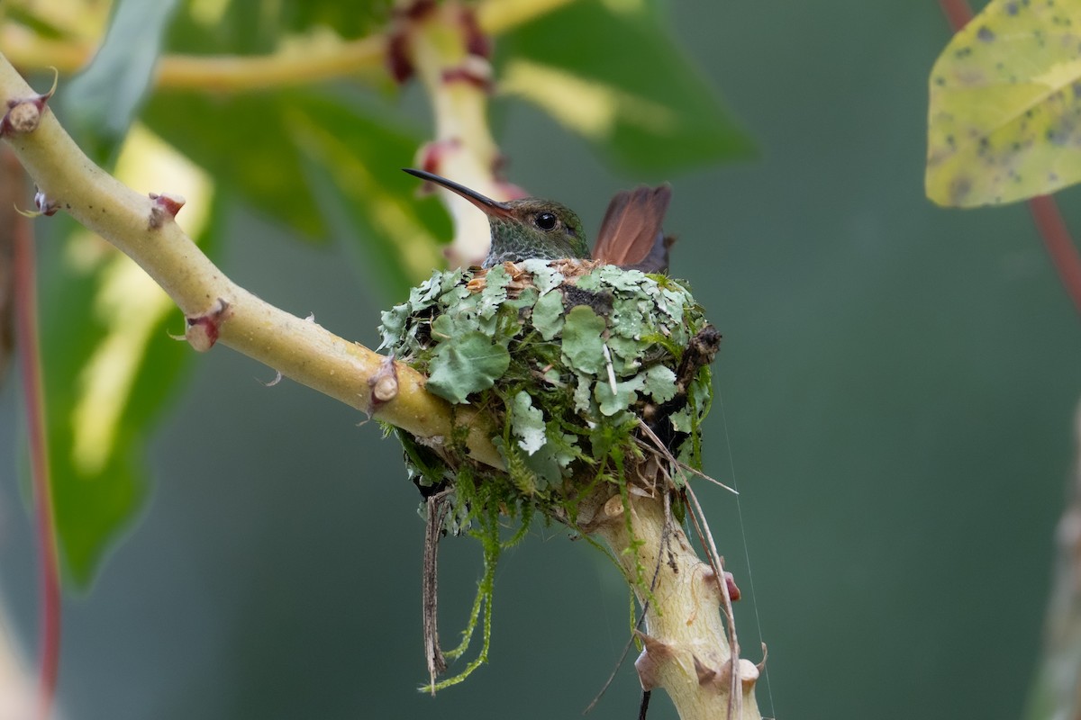 Rufous-tailed Hummingbird - ML643781520