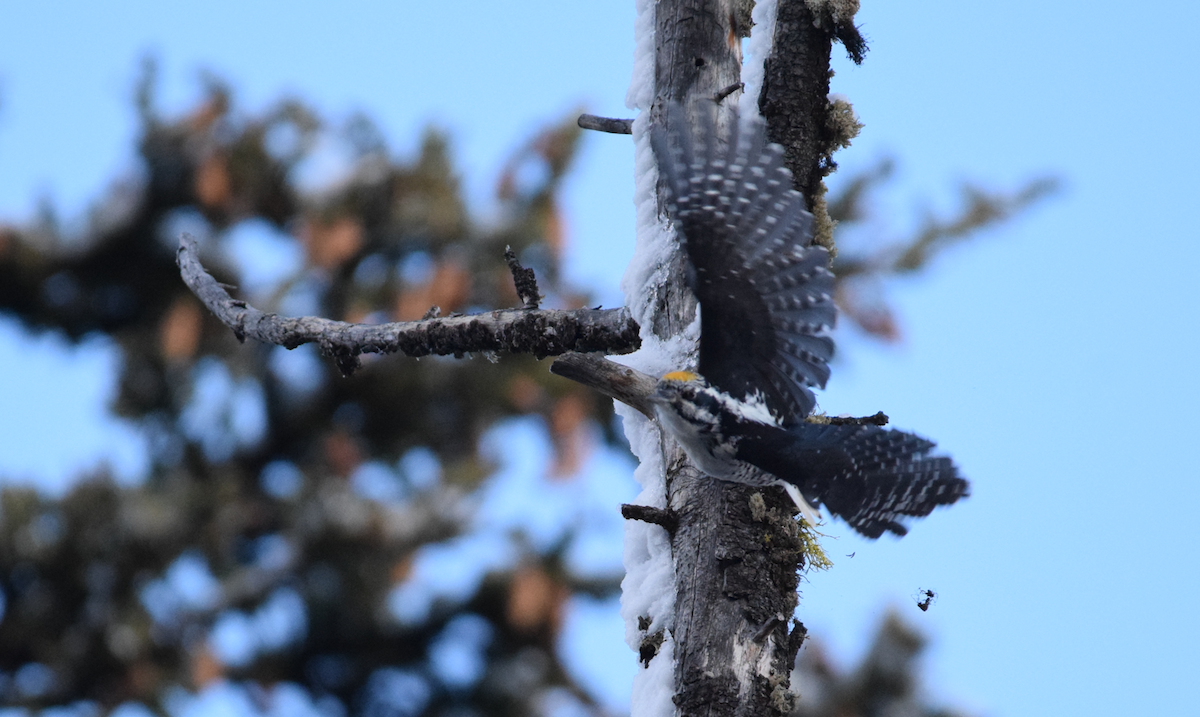 American Three-toed Woodpecker (Rocky Mts.) - ML643781525