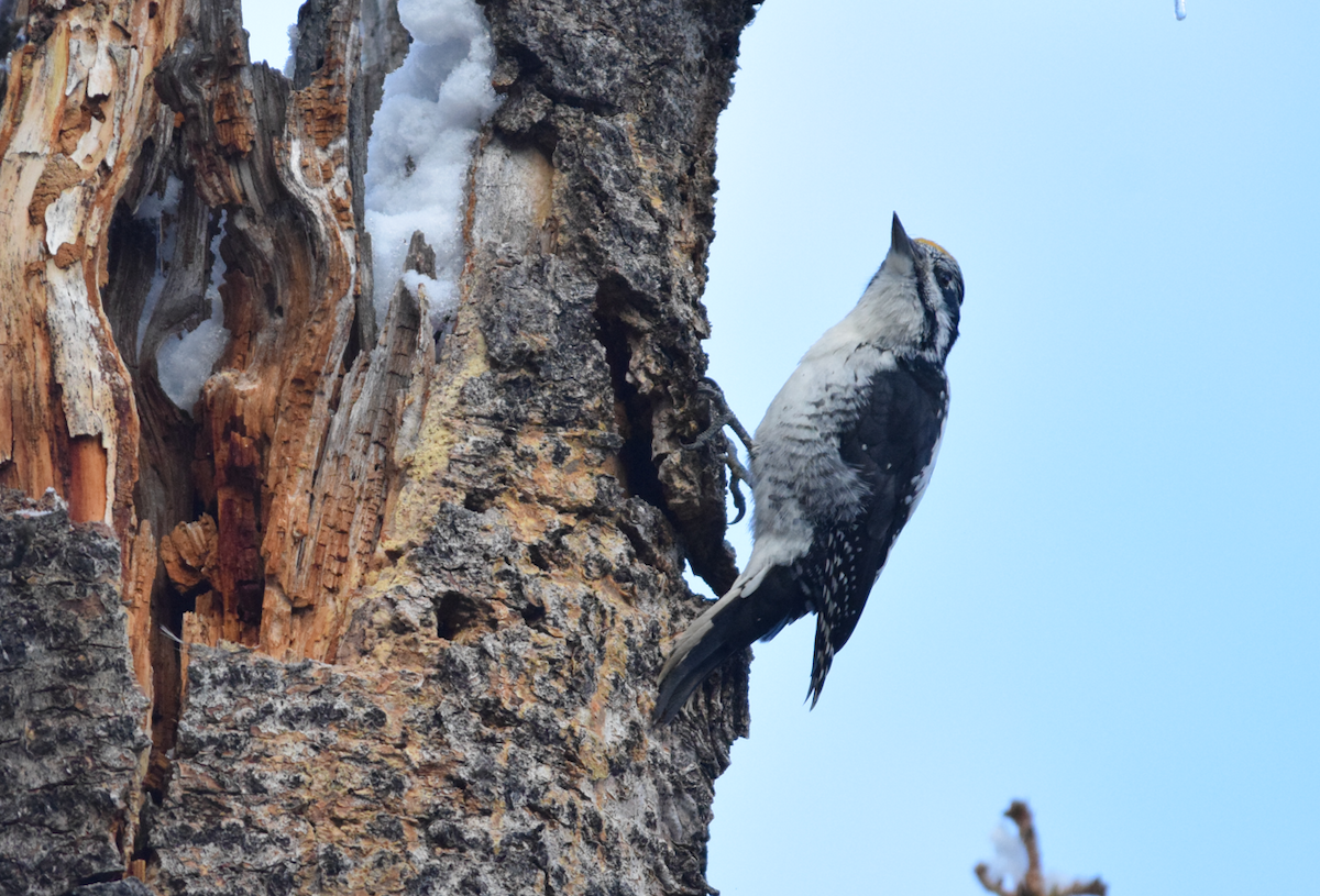 American Three-toed Woodpecker (Rocky Mts.) - ML643781526
