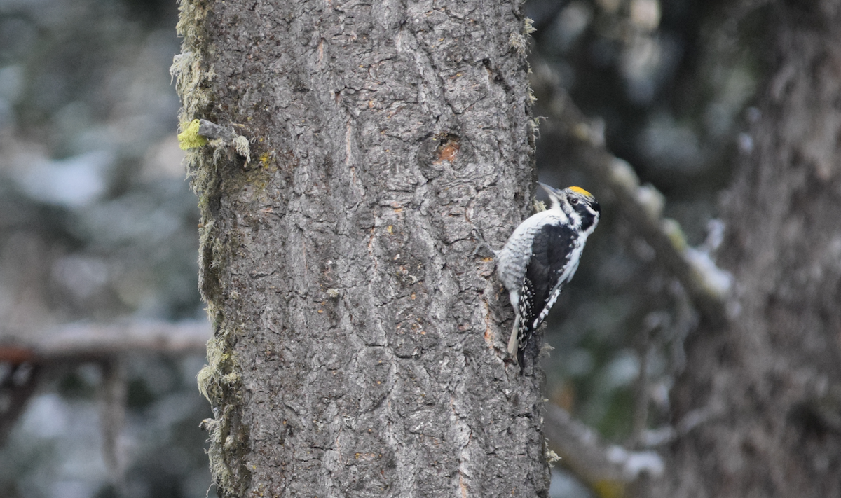 American Three-toed Woodpecker (Rocky Mts.) - ML643781527