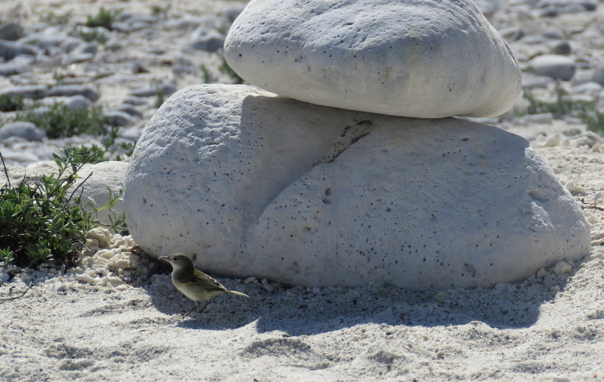 Galapagos Flycatcher - ML643781545