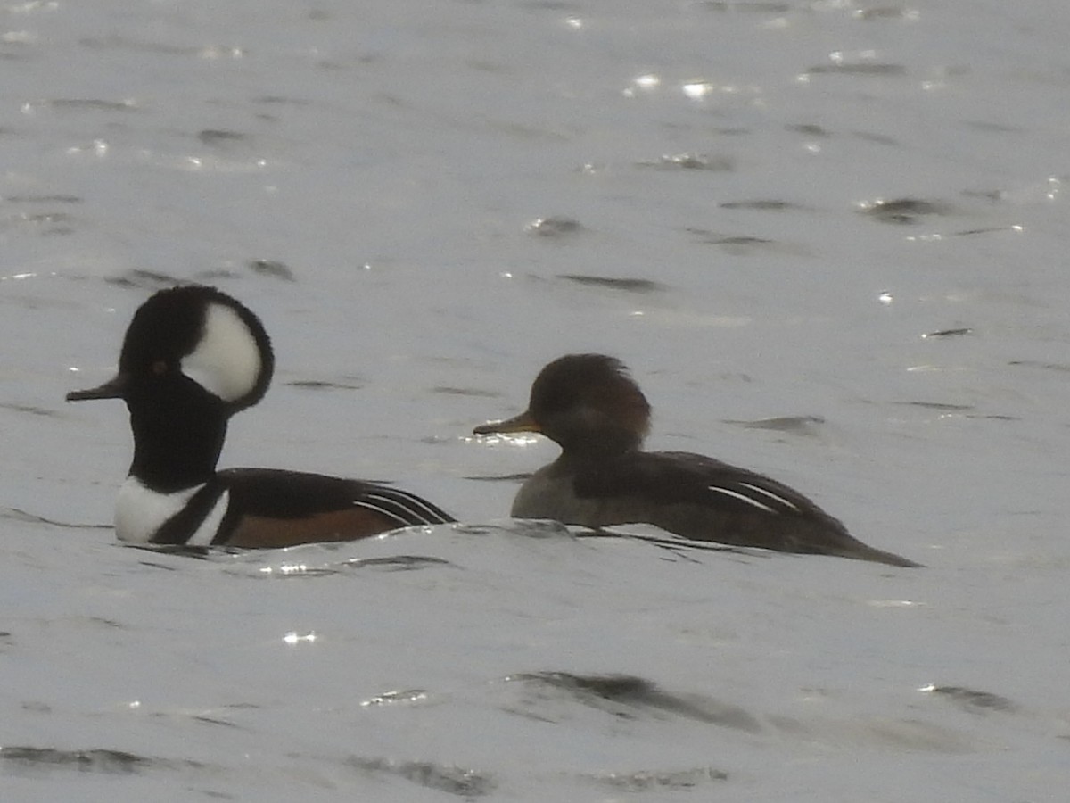 Hooded Merganser - ML643781549